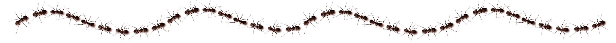 Crawling Ants Border